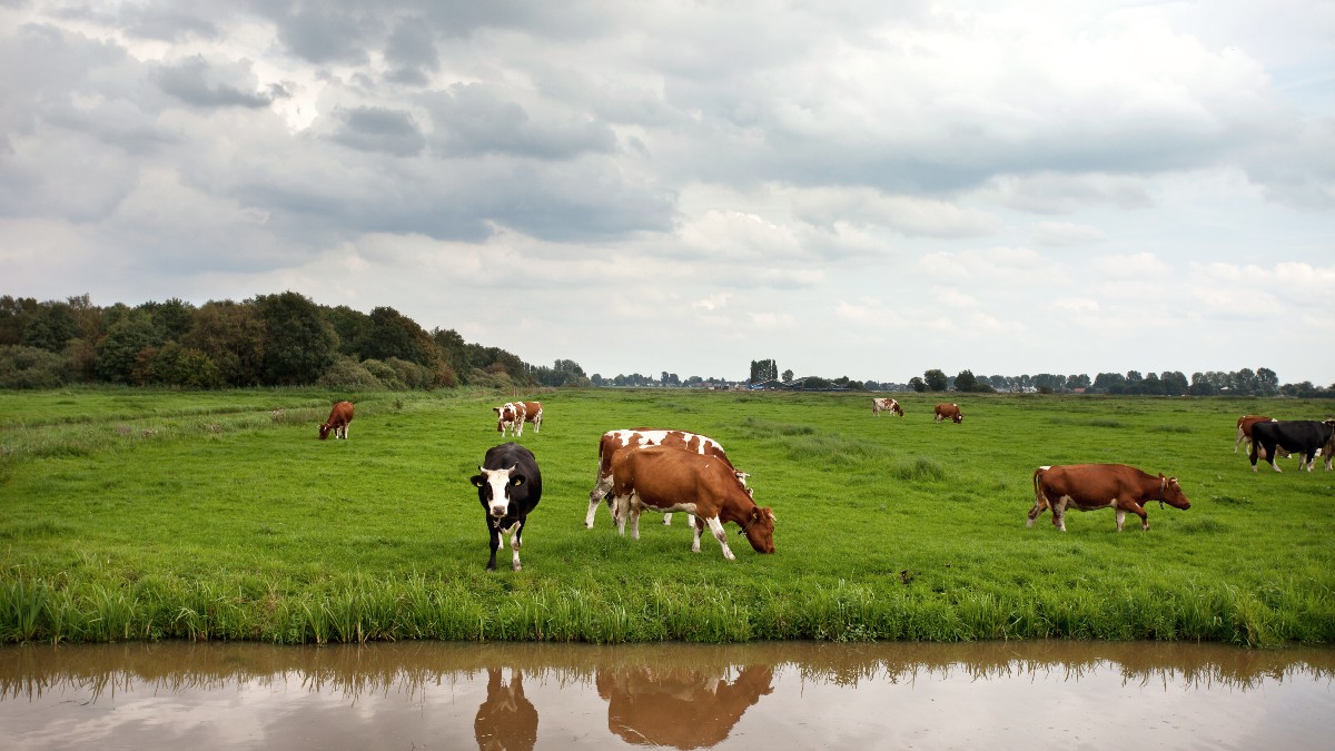 bethunepolder-voor-de-website.jpg