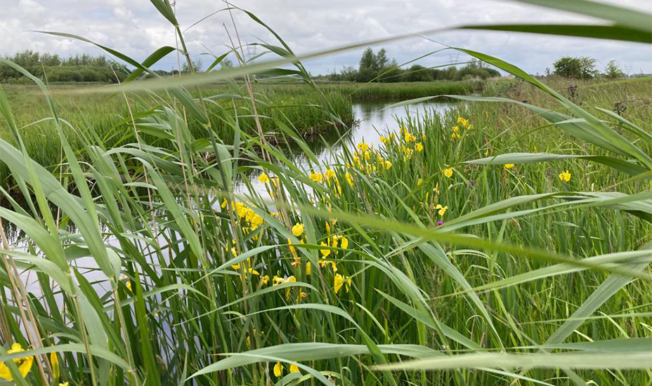 naardermeer riet natuur groen water.jpg