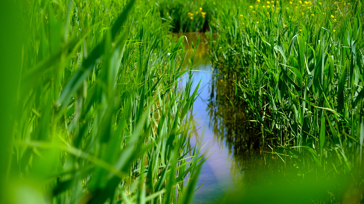 Dag van de biodiversiteit - 4k 16x9.00_02_05_18.Still007 1 (1).jpg