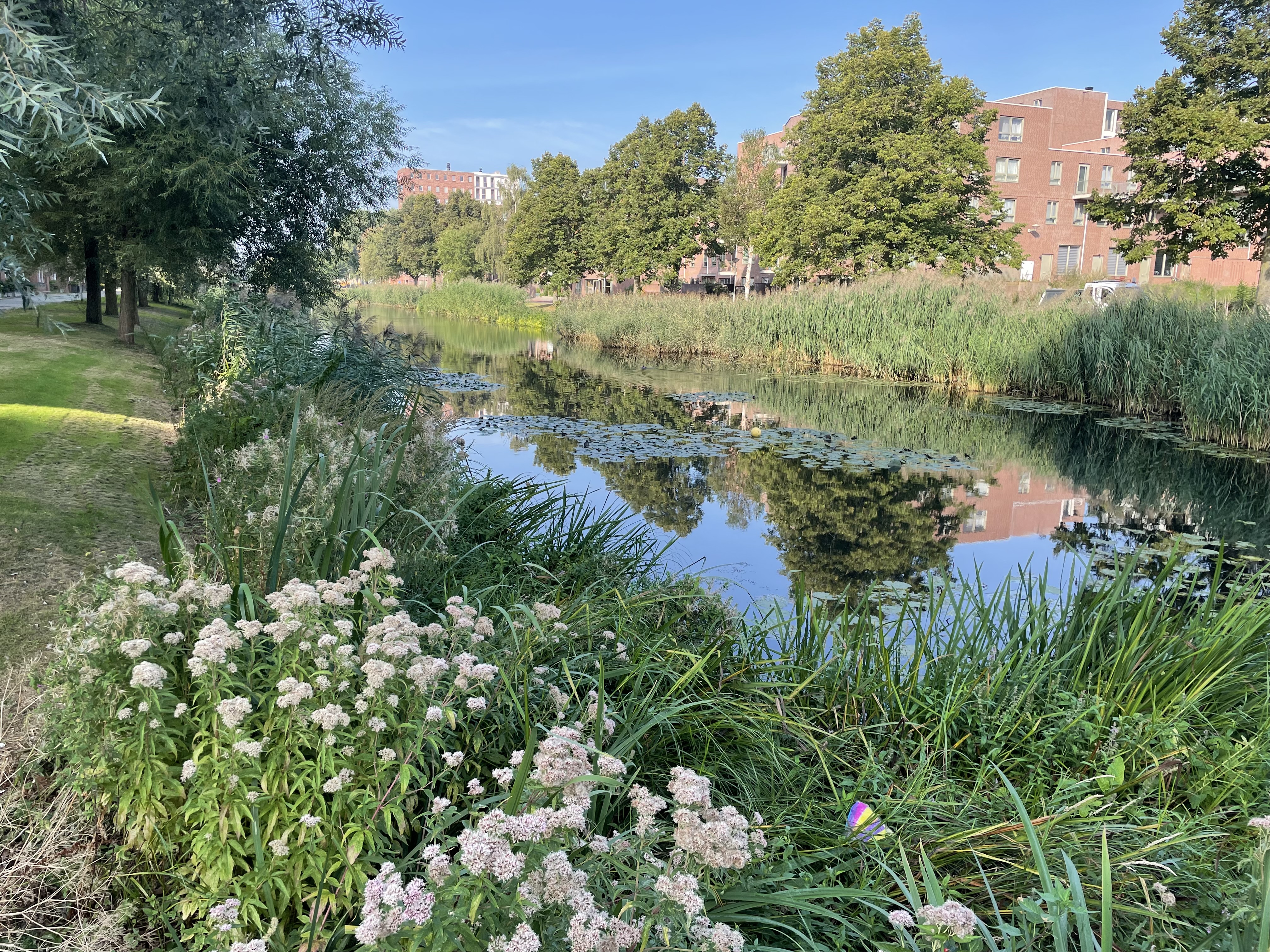 Albardagracht Amsterdam-Geuzenveld (002).png