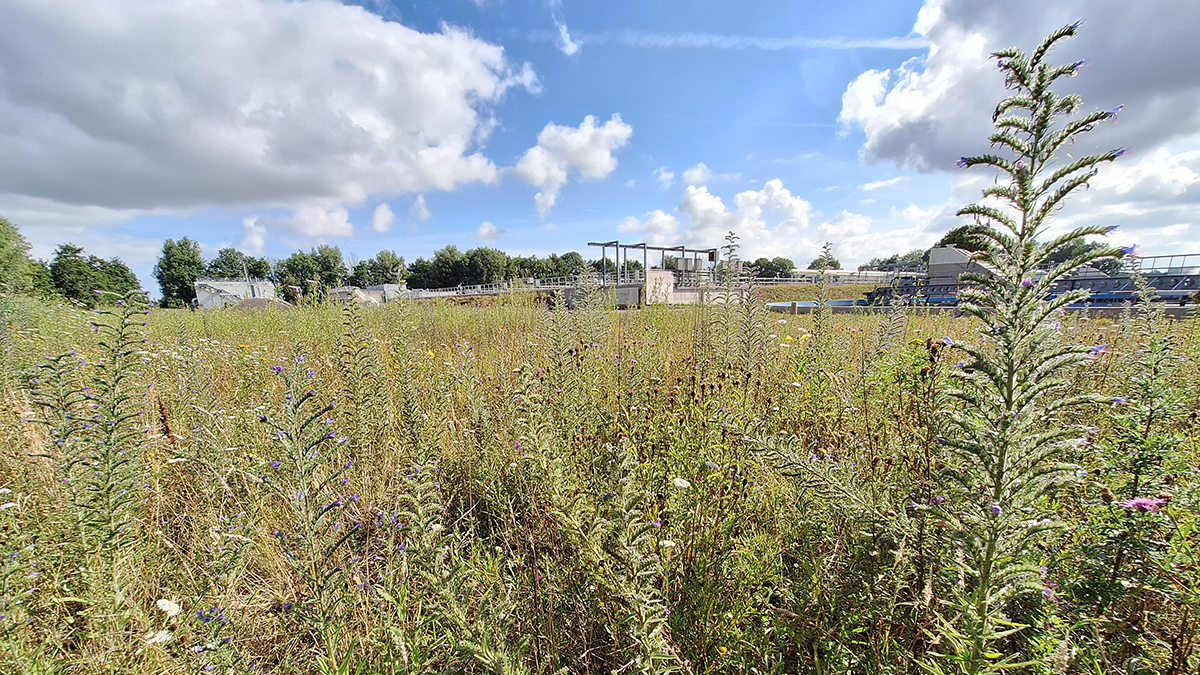 rioolwaterzuivering-bloeiende-natuur-1200.png