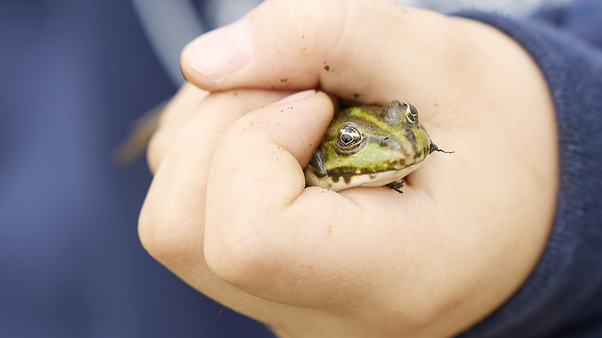 kikker in een kinderhand.jpg