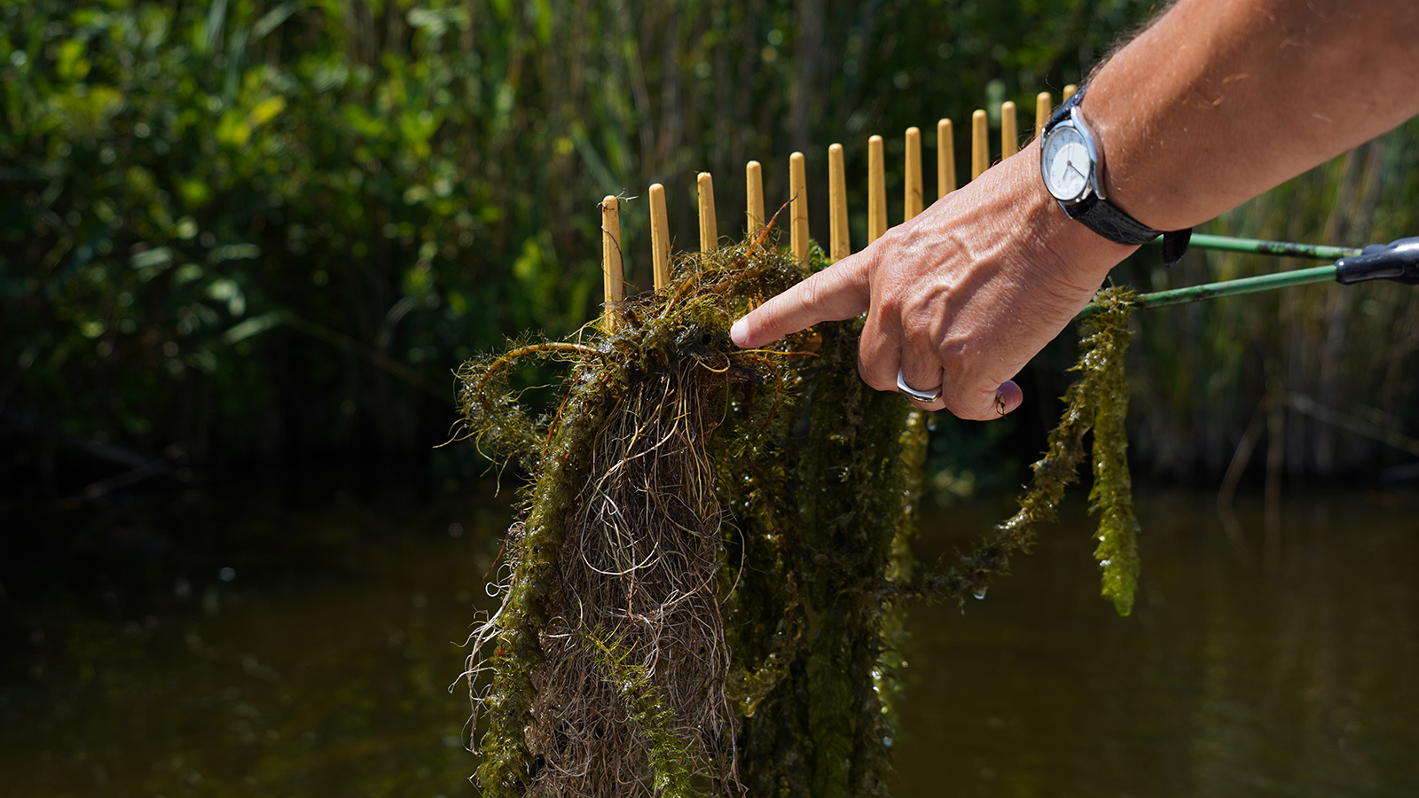 Waterplant wordt uit water gehaald