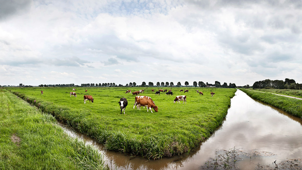 koeien-in-de-wei-met-sloot.jpg