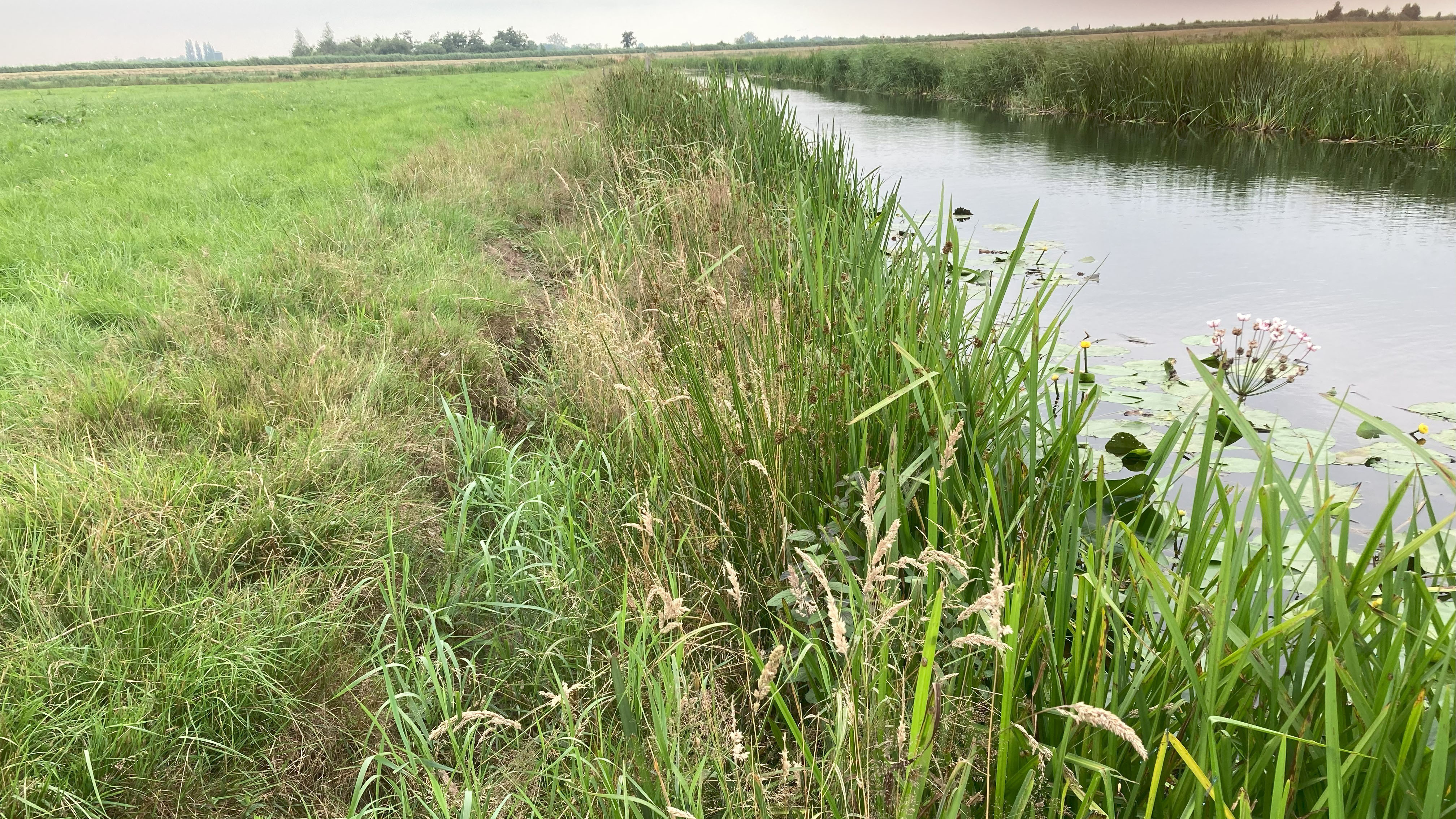 Sloot met waterplanten.jpg