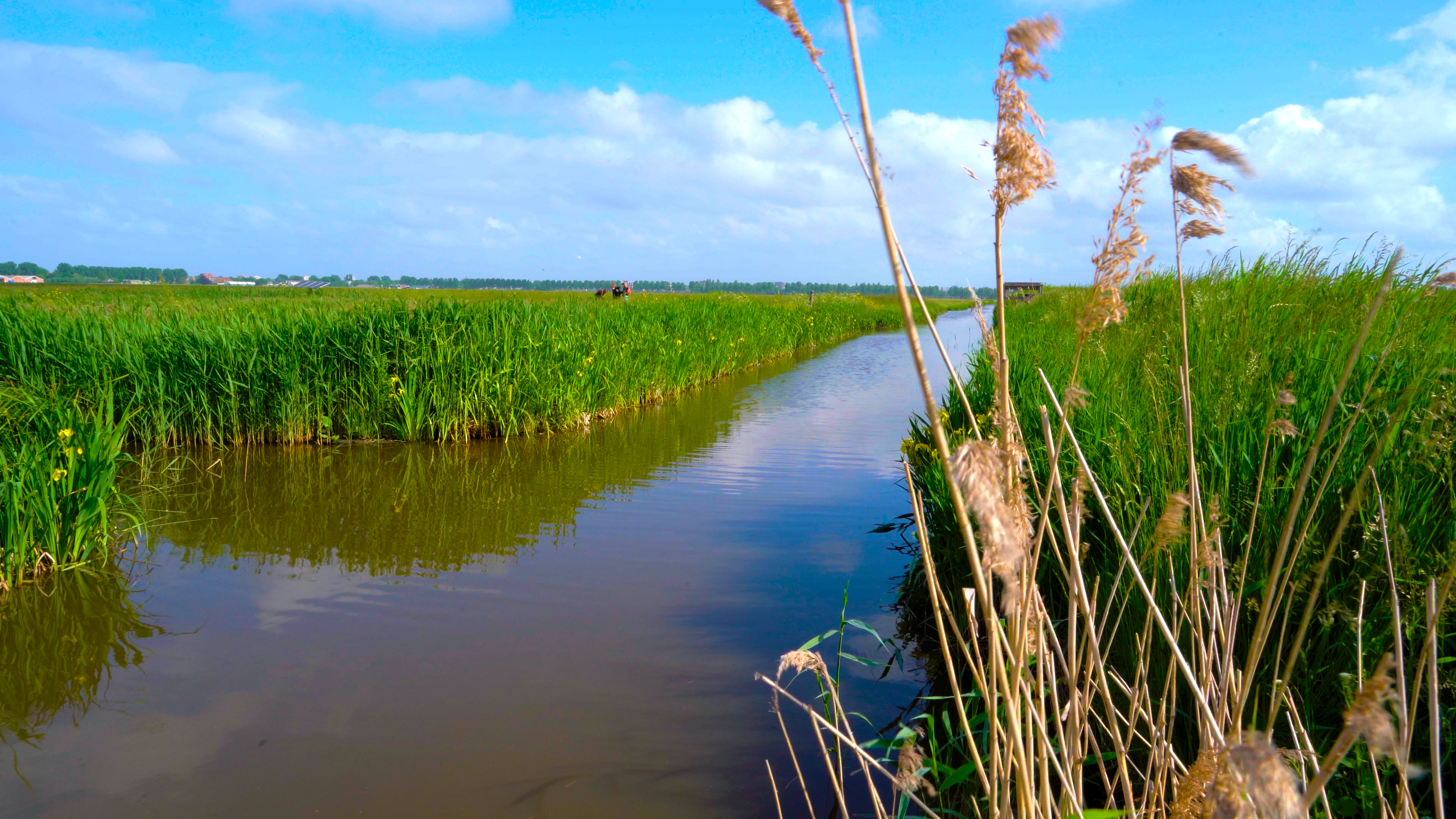 Dag van de biodiversiteit - een groene sloot.jpg