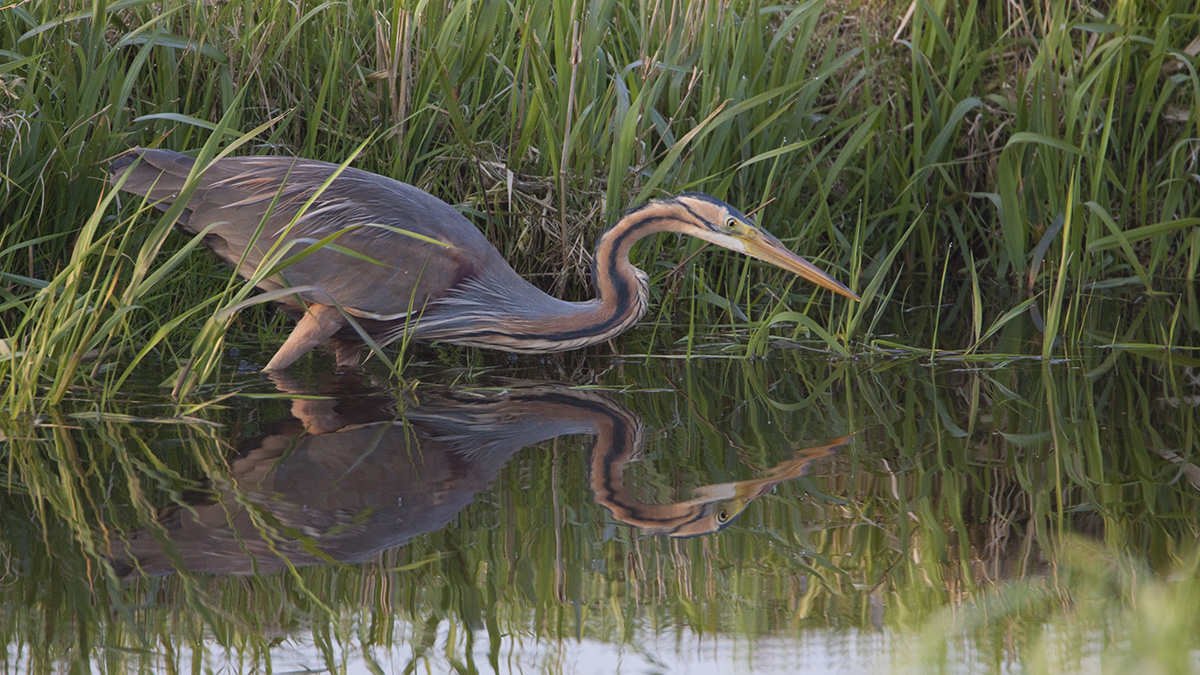 De Purperreiger foto van Dick-van-Egmond Natuurmonumenten.jpg