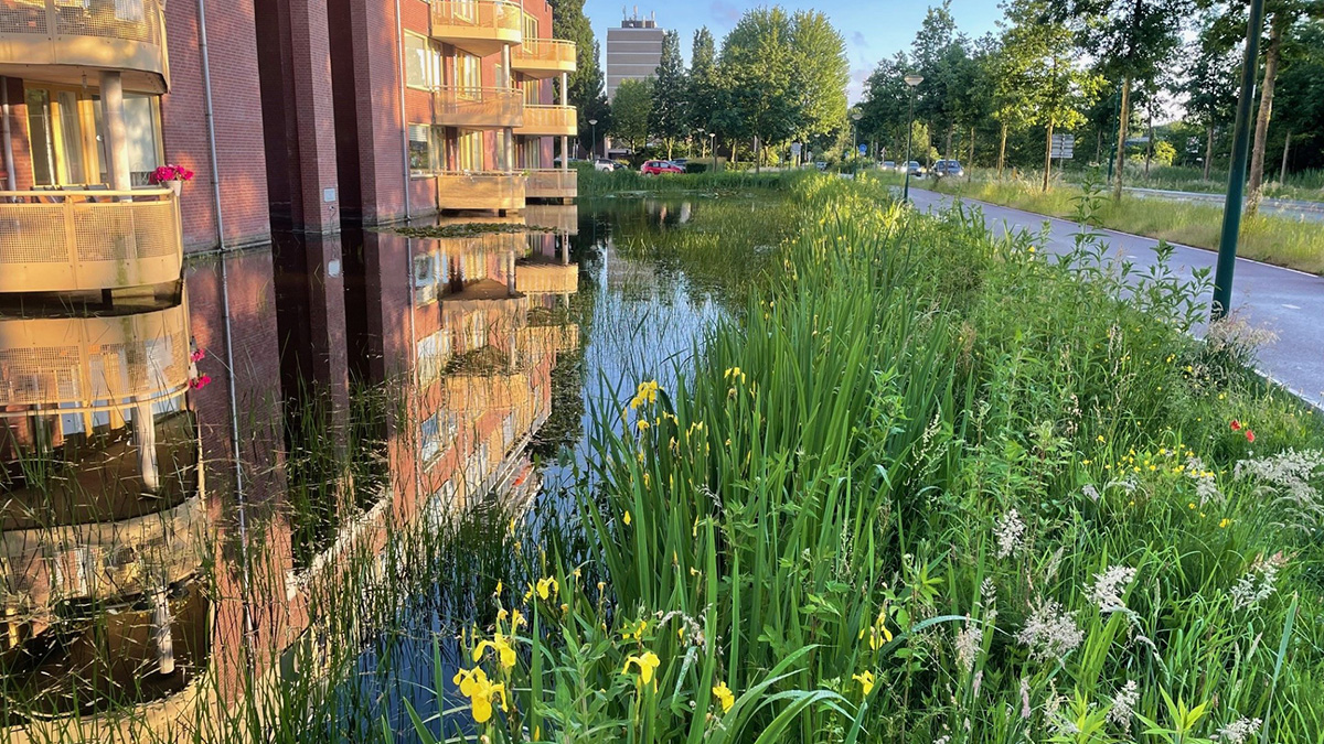 Een natuurvriendelijke oever in de stad.jpg