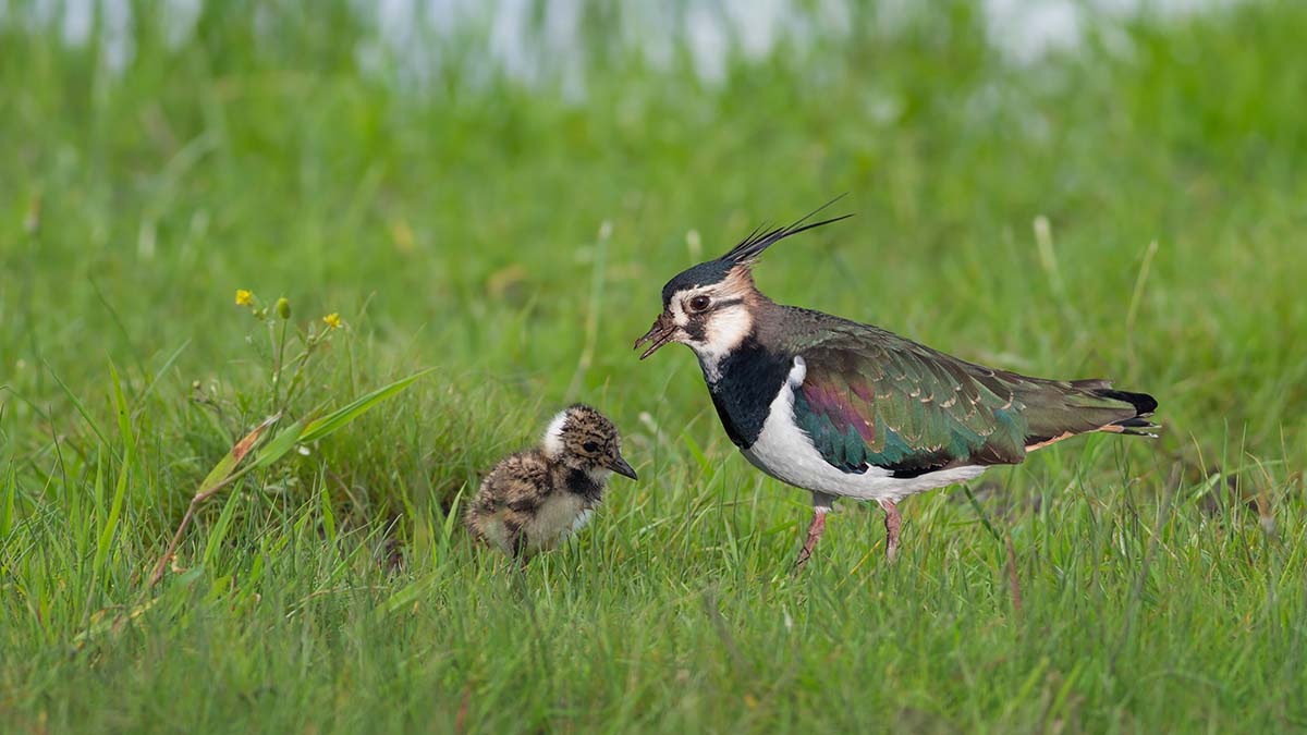 Jonge en volwassen vogel in een weiland.jpg