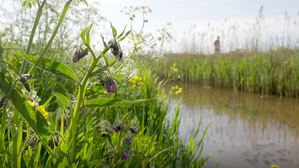 Plant bij een natuurvriendelijke oever.png