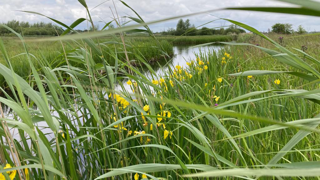 Rietlandschap Naardermeer foto van Natuurmonumenten.jpg