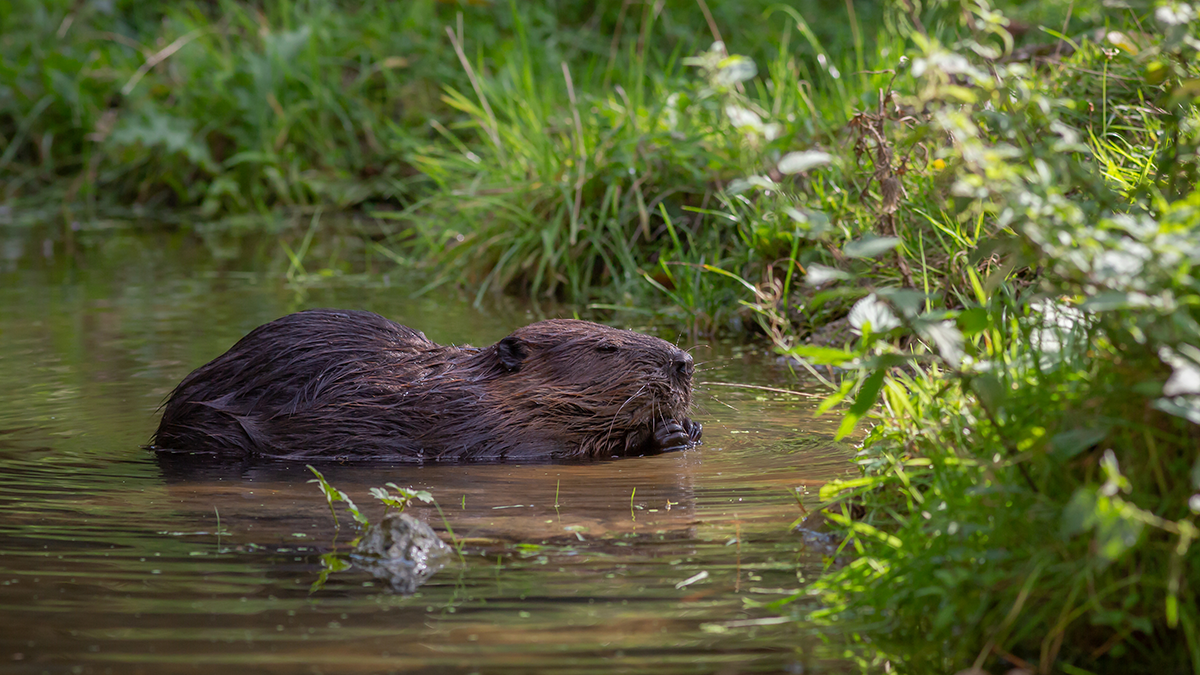 Bever in het bos.png