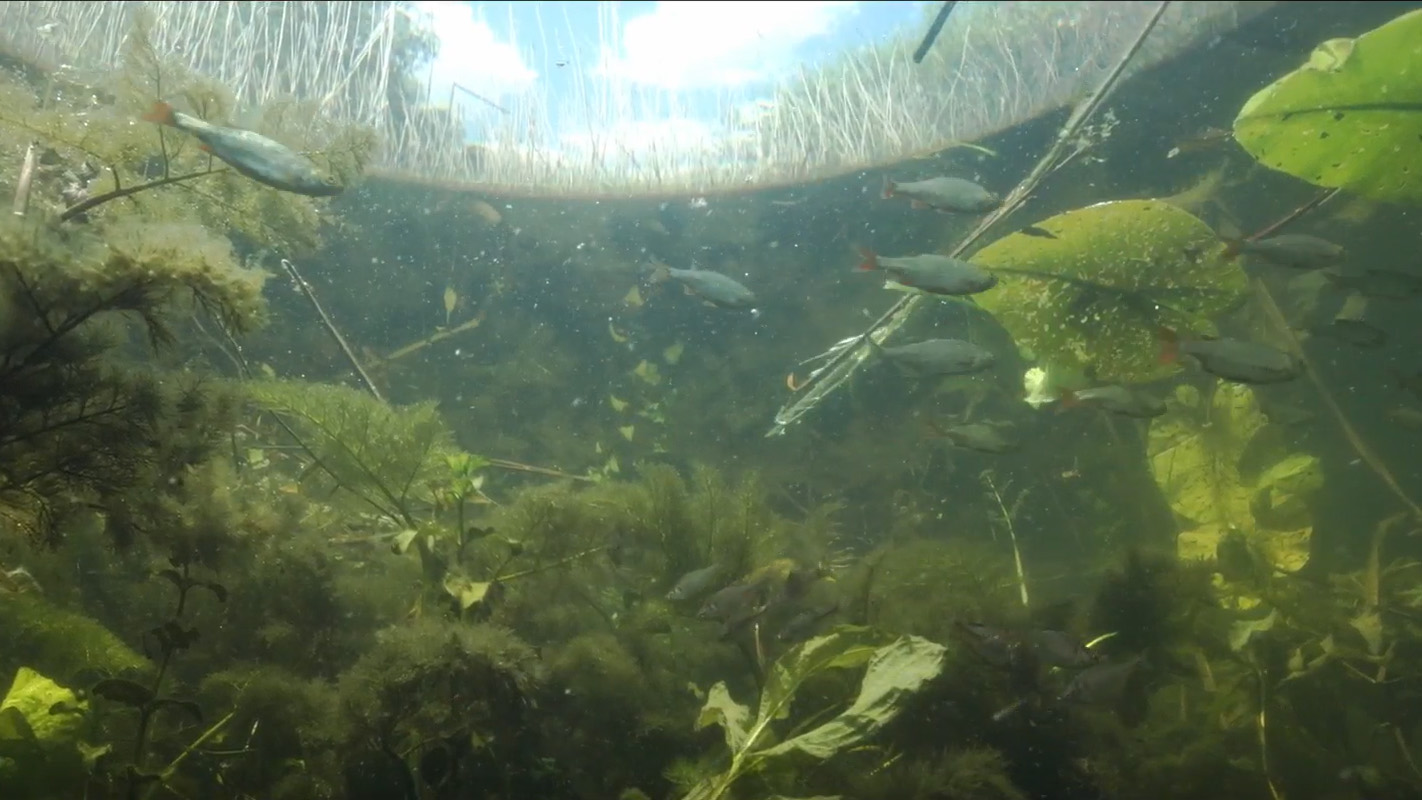 documentaire sloot visjes.jpg