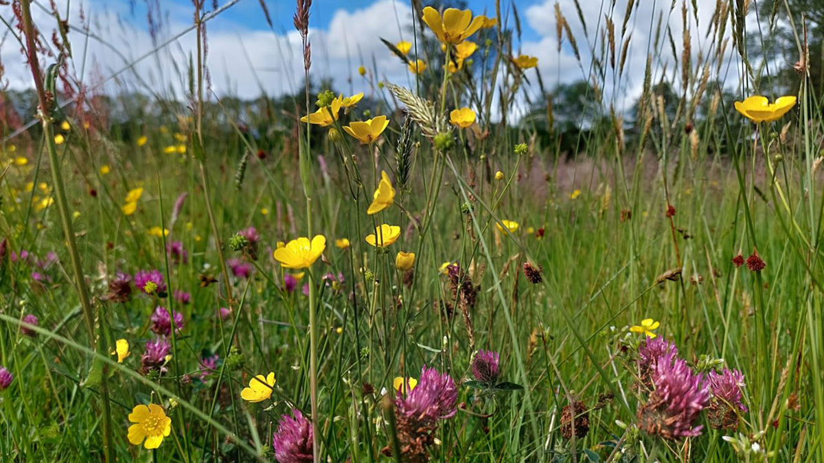 Inheemse planten.jpg