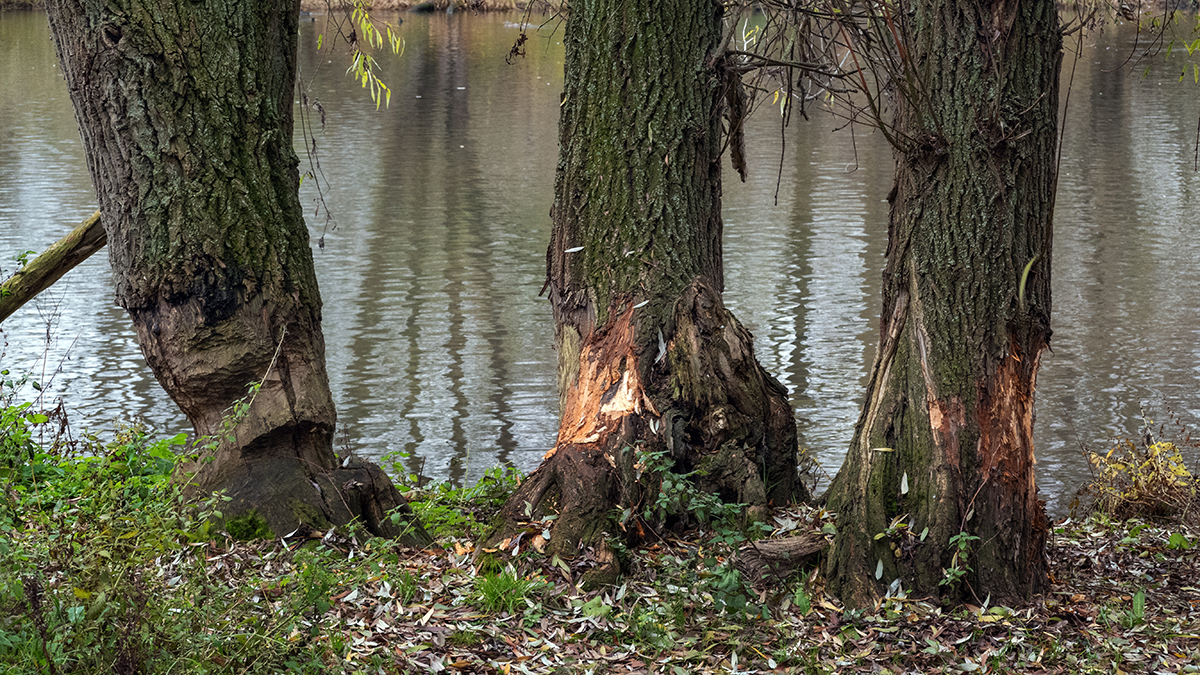 Schade aan boom door bever.png
