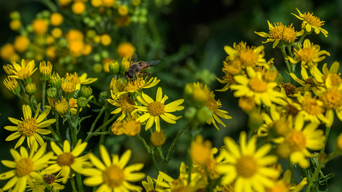 Wilde bij zit op een bloem.jpg