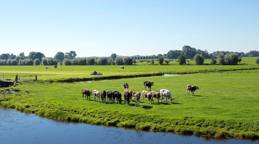 Polder De Ronde Hoep, koeien in een weiland