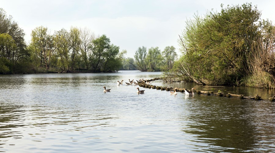Een groep ganzen in de rivier de Vecht
