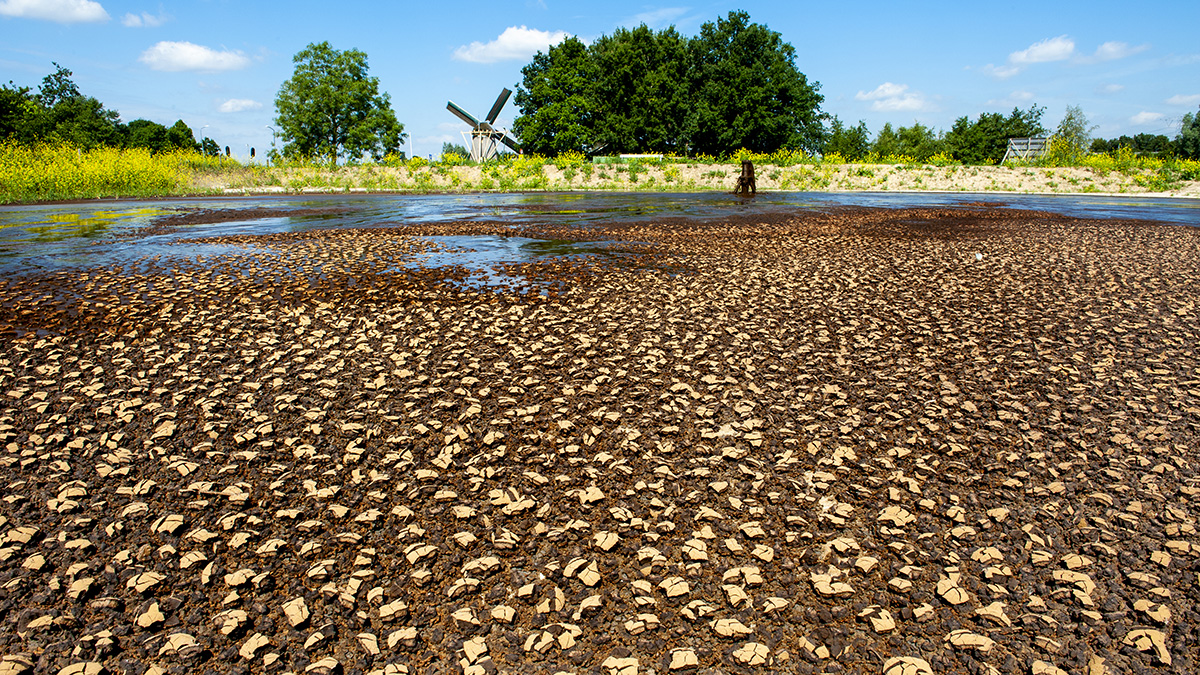 Slibveld DFI Naardermeer drooggevallen 02.jpg