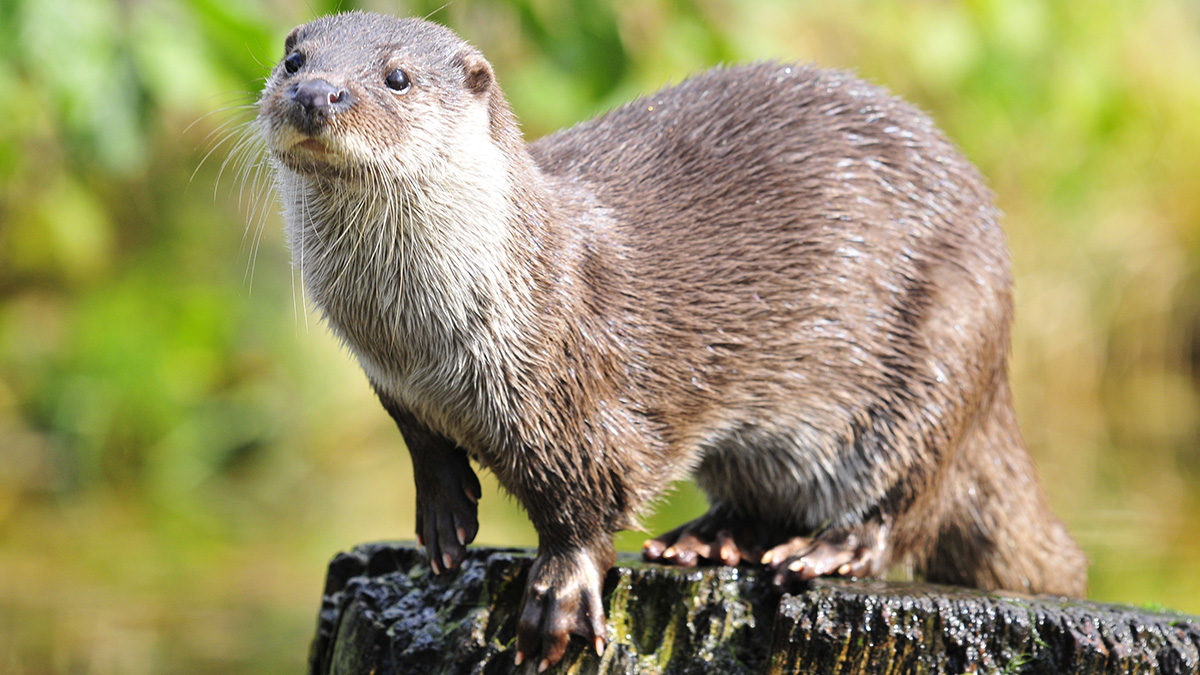 Otter.jpg