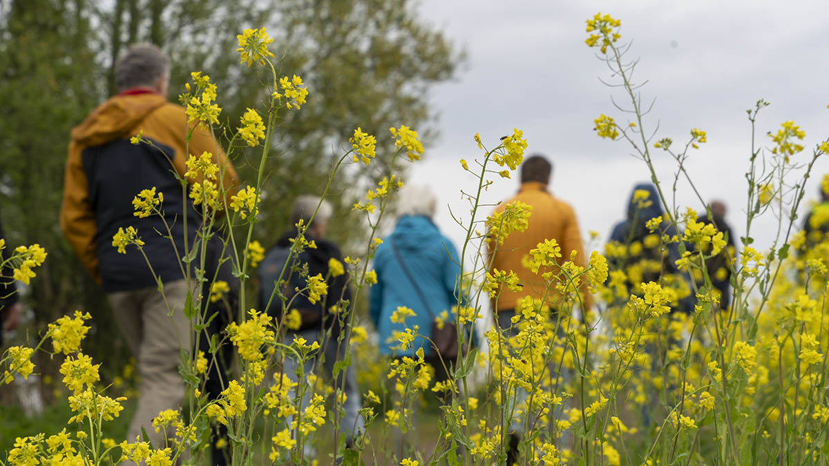 Mensen wandelen langs bloemen.jpg