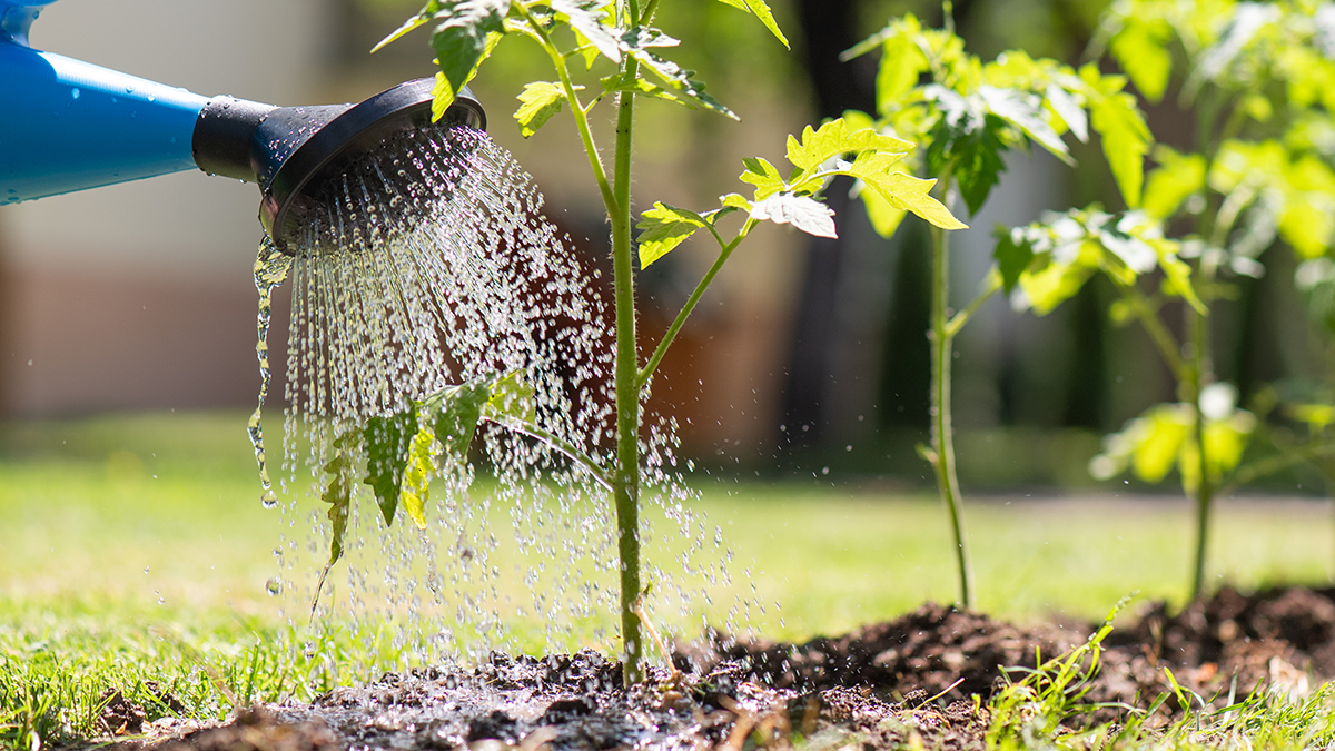 planten water geven met gieter