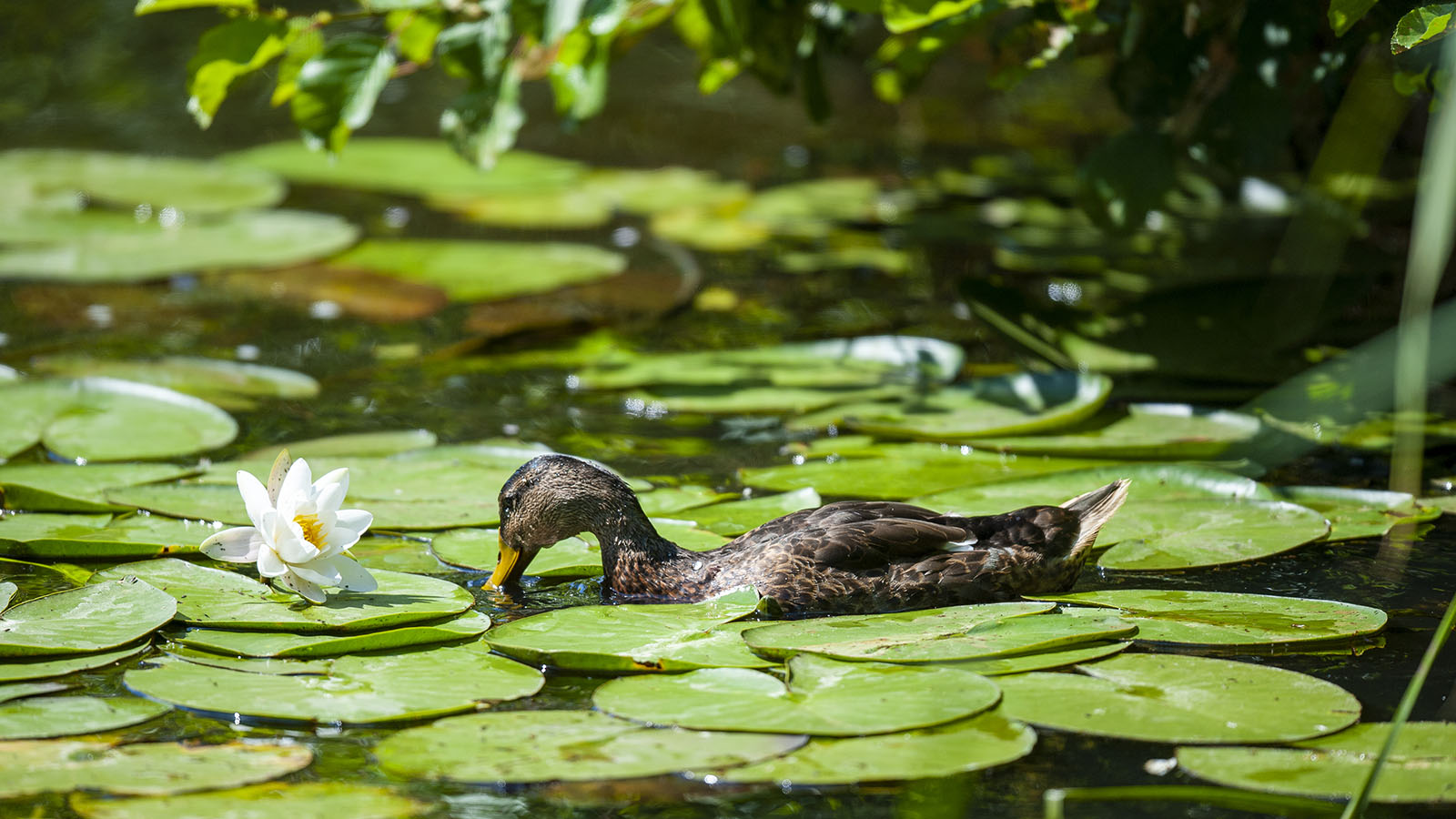 Eend in het Naardermeer
